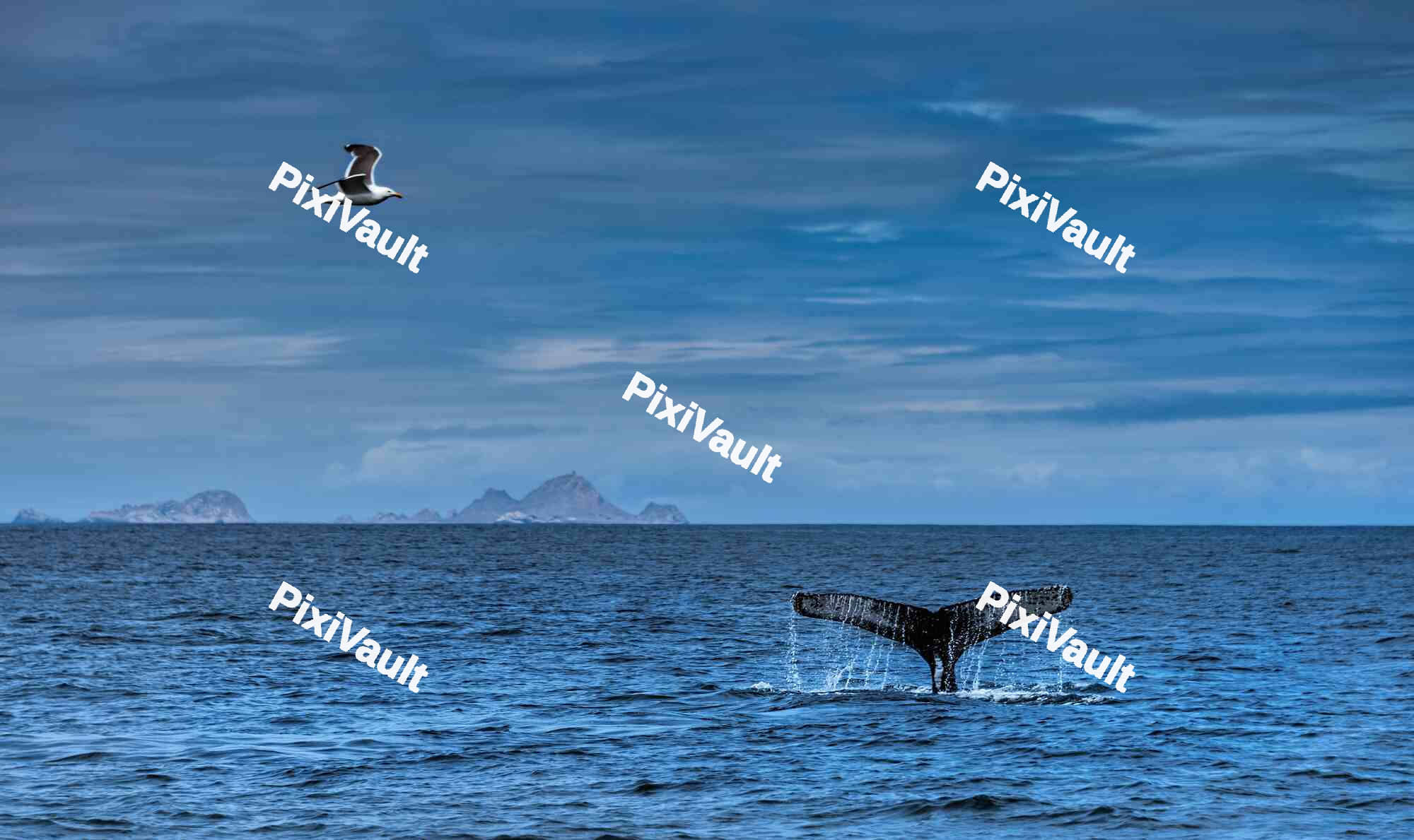 Humpback whale diving